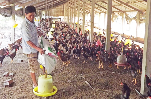 Các hộ chăn nuôi trên địa bàn Thạnh Hóa đang nâng cao ý thức về môi trường