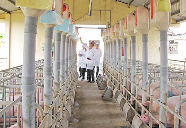 Mô hình chăn nuôi sẽ tiếp tục được huyện thúc đẩy phát triển theo hướng sạch