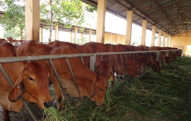 Mô hình sẽ tiếp tục được thúc đẩy