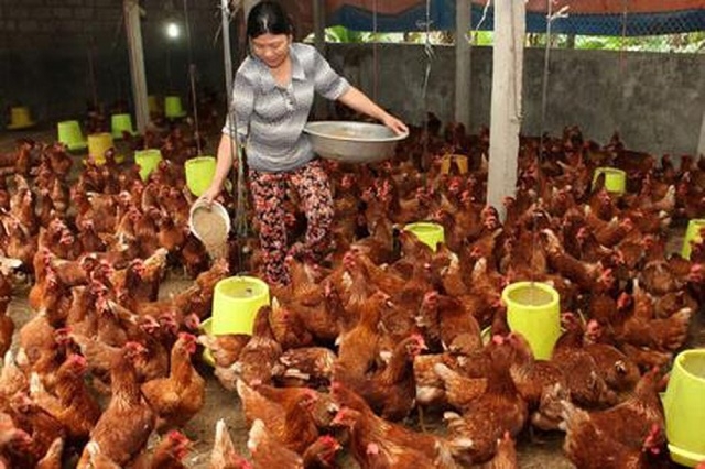 Chăn nuôi gà an toàn sinh học của HTX Nhân Hòa