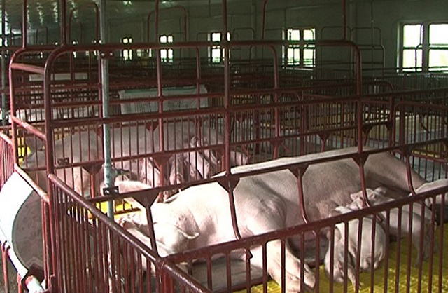 Mô hình sản xuất của HTX được đánh giá cao về bảo đảm môi trường