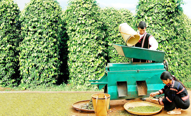 Hiệu quả mang lại cao nên rất nhiều HTX Đắk Nông tham gia sản xuất tiêu hữu cơ