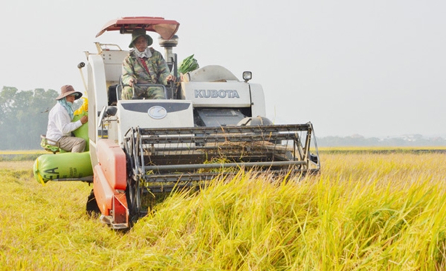 HTX Ông Muộn đang gặt thành công với lúa VietGAP