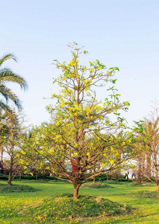 Một trong các gốc mai siêu quý hiếm góp mặt trong “Lễ hội hoa mai lớn nhất Việt Nam