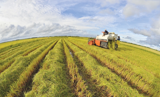 Ngành hàng lúa gạo đã có những bài học thành công lẫn không thành công trên ruộng nhà