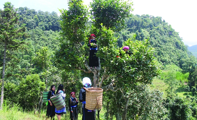 Người Tày, người Mông thu hái chè trên những cây chè Shan cổ thụ ở Bắc Hà