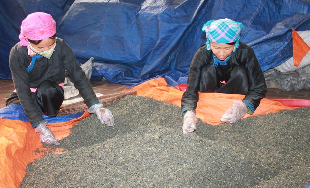 Chế biến chè ở HTX Chè Bản Liền