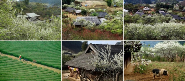 Vẻ đẹp của cao nguyên Mộc Châu mùa Tết đến xuân về (ảnh sưu tầm)