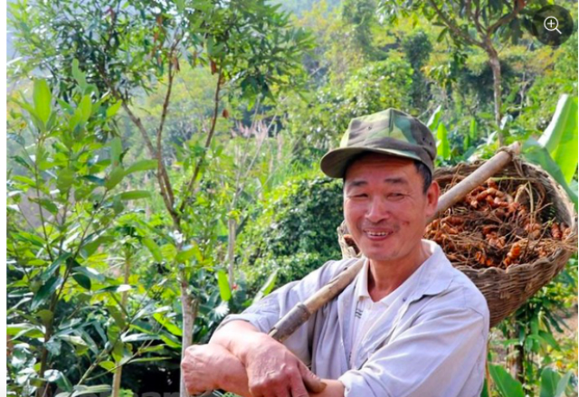 Ông Nguyễn Tiến Luyến là tổ trưởng THT trồng nghệ hữu cơ