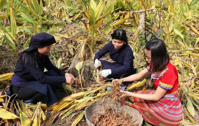 Đến tháng 12 là thời điểm thu hoạch nghệ tốt nhất, cho hàm lượng cucumin cao nhất