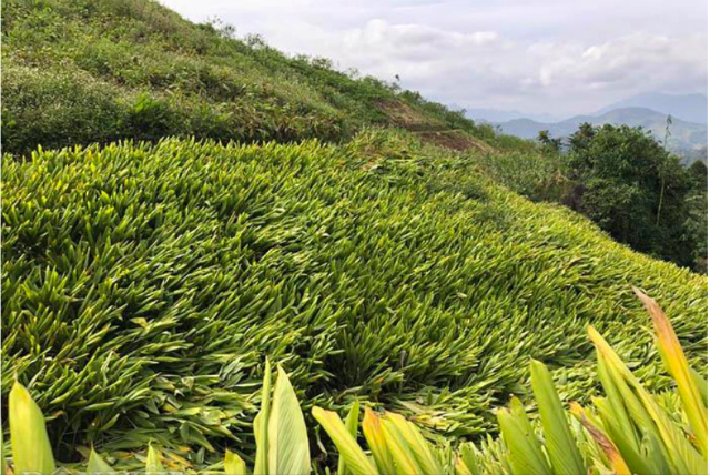 Người nông dân bắt đầu trồng nghệ từ tháng 2, sau kỳ nghỉ Tết Nguyên đán