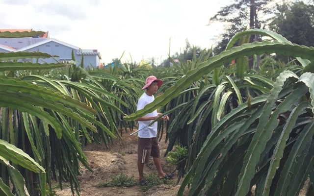 Giá thanh long rớt thảm từ 35.000 đồng xuống 5.000 đồng/kg vì... corona (Ảnh Internet)