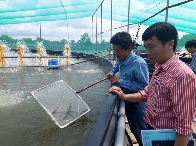 Nuôi tôm theo kỹ thuật mới sử dụng bạt HDPE tại HTX