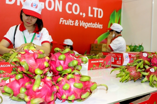 Thanh long XK cần tránh phụ thuộc thị trường Trung Quốc