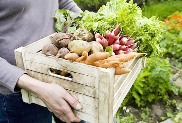 Nhờ chất lượng vượt trội, sản phẩm của HTX đang có thị trường rất rộng