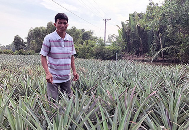 Thành viên HTX luôn chú trọng việc tạo ra trái khóm đạt chuẩn an toàn
