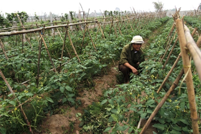 Mô hình trồng rau an toàn xã Khánh Thành