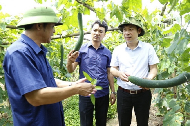 Các thành viên HTX đã có truyền thống sản xuất rau an toàn