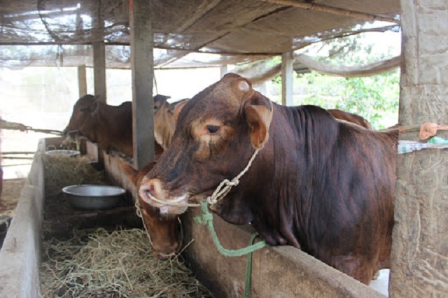 Chăn nuôi tập trung giúp Triệu Ẩu từng bước nâng cao chất lượng môi trường