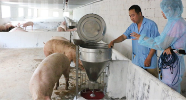 HTX luôn thực hiện nghiêm ngặt việc phòng dịch cho heo