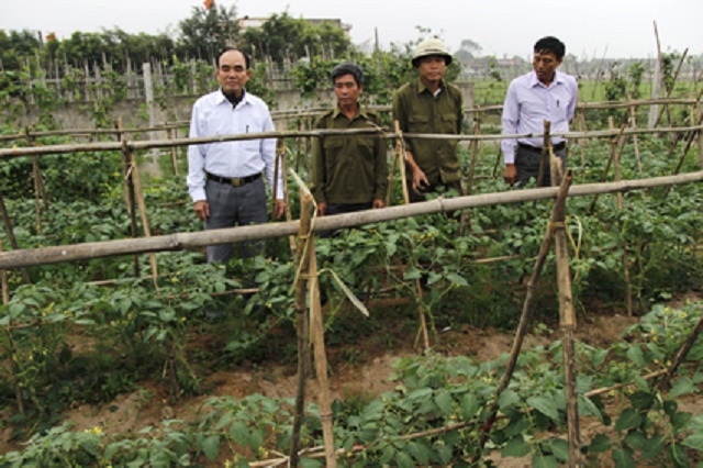 Mô hình trồng rau sạch của HTX Đồng Xuân Tiến