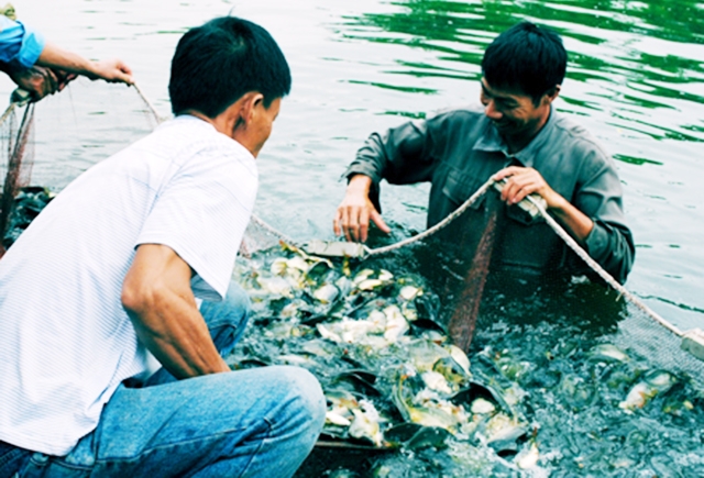 HTX Đức Thắng đang gặt thành công nhờ nuôi cá giống