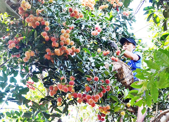 Để nâng cao chất lượng, chôm chôm được chú trọng ứng dụng khoa học – kỹ thuật, đảm bảp ATLĐ, vệ sinh thực phẩm