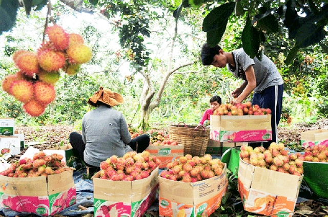Chôm chôm Long Khánh đang khẳng định thương hiệu bằng chất lượng