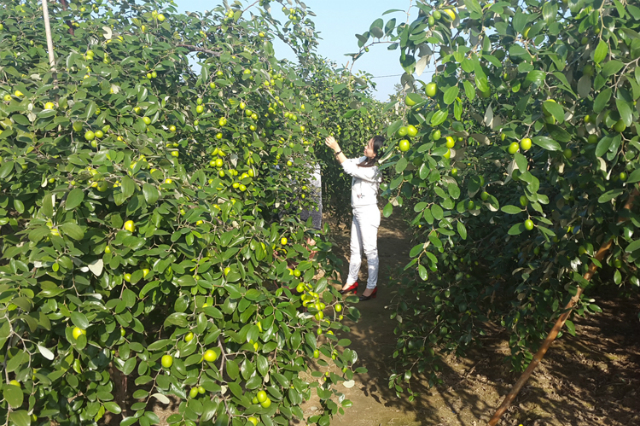 Sản phẩm táo Bàng La của HTX nông nghiệp thủy sản Bàng La đạt tiêu chuẩn 3 sao