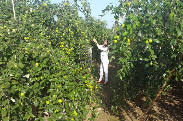 Sản phẩm táo Bàng La của HTX nông nghiệp thủy sản Bàng La đạt tiêu chuẩn 3 sao