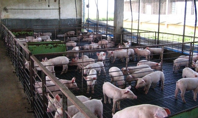 Sản phẩm heo giống của HTX luôn đạt tỷ lệ sống trên 99,98% khi xuất bán cho các đối tác