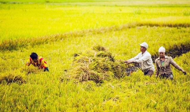 HTX đã quy hoạch cánh đồng mẫu trên diện tích 196 ha