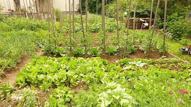 HTX trồng các loại rau gia vị để chủ động nguồn nguyên liệu trong việc pha chế thuốc trừ sâu sinh học