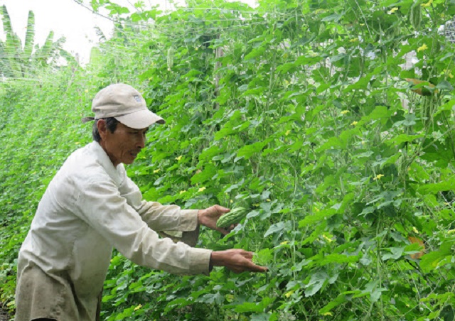 HTX Thanh niên Thượng Kiệm chú trọng sản xuất rau an toàn