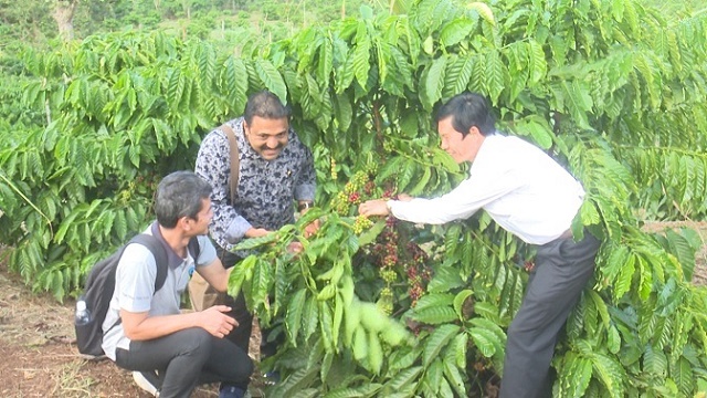 HTX Công Bằng Thuận An đã xây dựng được vùng nguyên liệu khoảng 1.000 ha cà phê