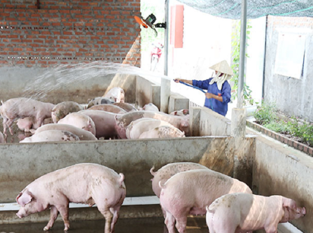 Khu chăn nuôi lợn của HTX