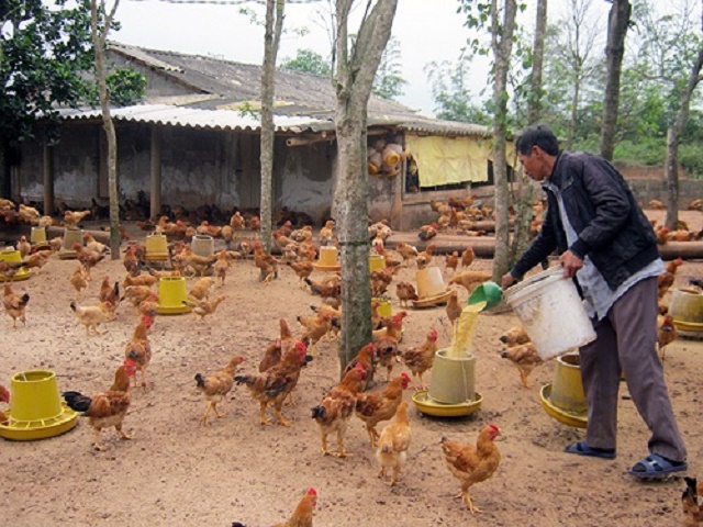 Mô hình chăn nuôi sạch của HTX Nam Hồng Quảng