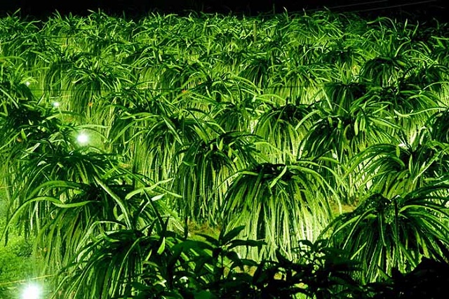 HTX Thanh Long Tầm Vu chú trọng sản xuất an toàn