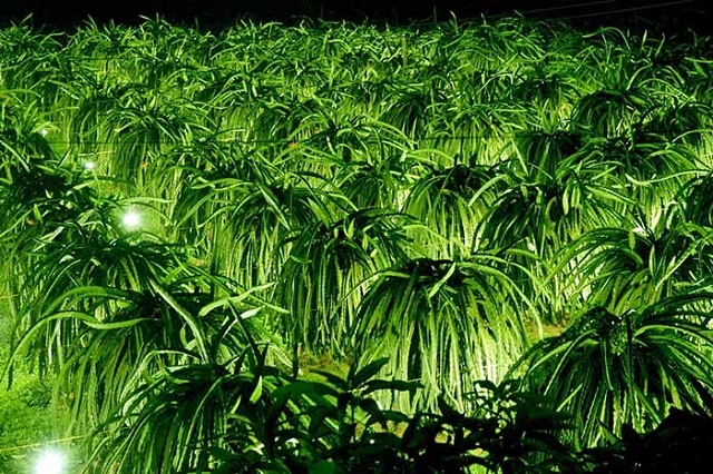 HTX Thanh Long Tầm Vu chú trọng sản xuất an toàn