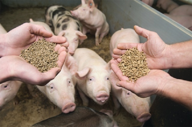 Cám của HTX tạo ra là cám tổng hợp, bảo đảm an toàn, đầy đủ chất dinh dưỡng