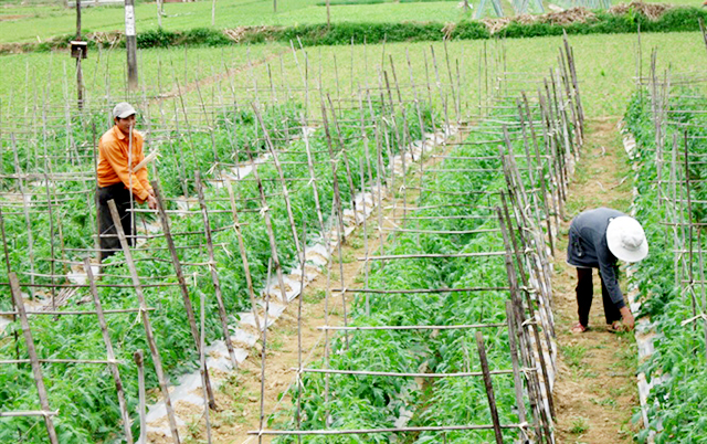 HTX Thuận Nghĩa đang phát huy tốt thế mạnh trồng rau an toàn tại địa phương