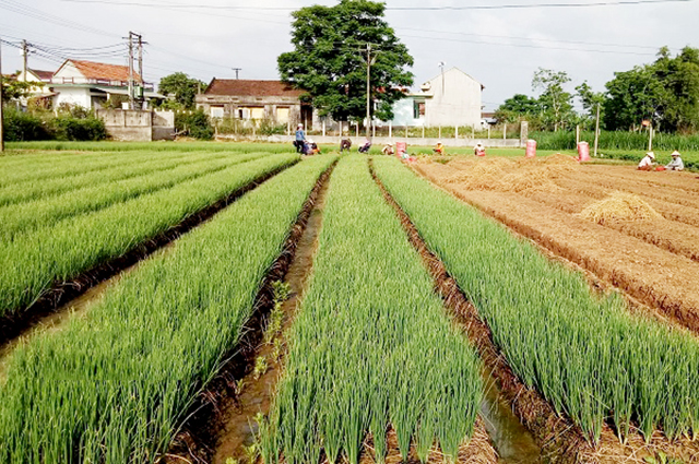 Sản xuất an toàn theo hướng VietGAp sẽ tiếp tục là định hướng phát triển của HTX