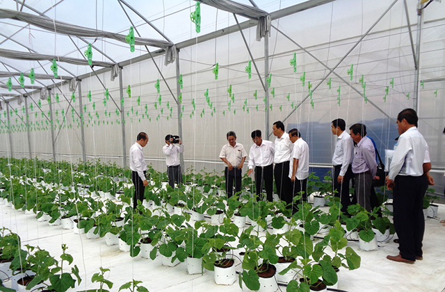 Rau Cần Giuộc đang được phát triển theo hướng hữu cơ gắn với bảo vệ môi trường sinh thái