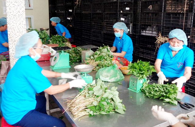 HTX đang góp phần nâng tầm thương hiệu rau Cần Giuộc