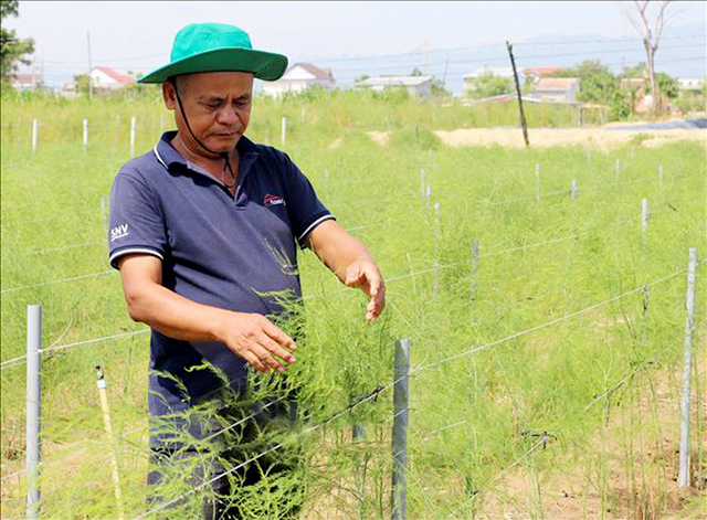 ATLĐ là yếu tố được HTX đặc biệt quan tâm trong quá trình sản xuất măng tây