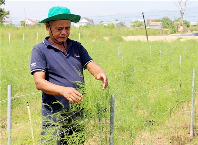 ATLĐ là yếu tố được HTX đặc biệt quan tâm trong quá trình sản xuất măng tây