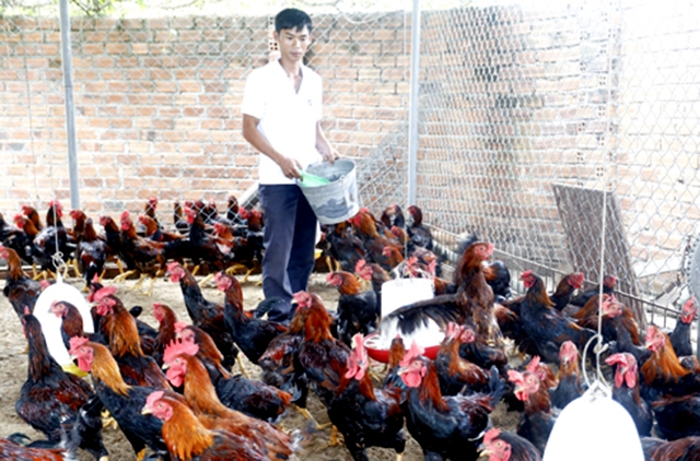 Giám đốc HTX Đặng Minh Hiến tại trang trại nuôi gà