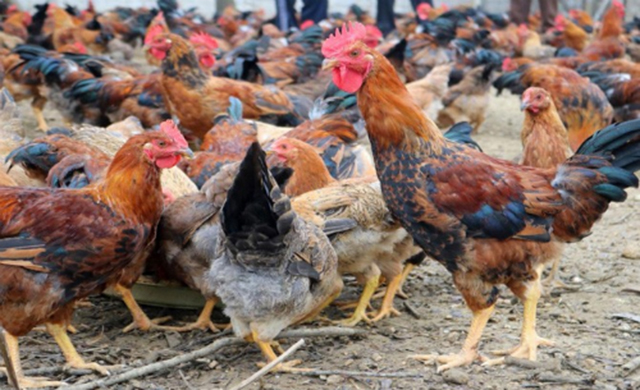 HTX đang hướng tới hoàn thiện chăn nuôi an toàn sinh học