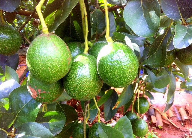 Ngọc Lặc đang hỗ trợ người dân, doanh nghiệp phát triển diện tích bơ công nghệ cao để giảm nghèo