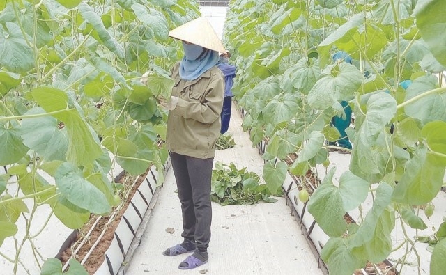 Mô hình trồng dưa công nghệ cao của HTX Minh Sơn